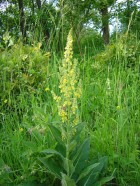 12. 6. 2008: Botanischer Spaziergang 