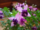 20.8.2009 Besuch beim Fuchsienpapa in Rossbach
